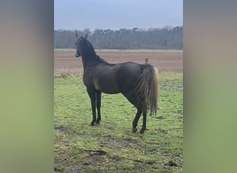 Koń czystej krwi arabskiej, Klacz, 3 lat, 150 cm, Siwa