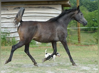 Koń czystej krwi arabskiej, Klacz, 3 lat, 150 cm, Siwa