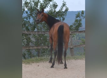 Koń czystej krwi arabskiej, Klacz, 3 lat, 152 cm, Gniada