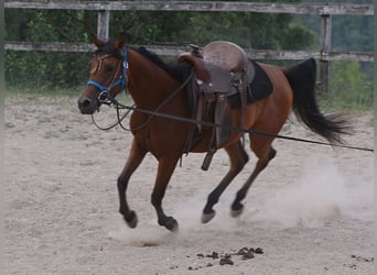 Koń czystej krwi arabskiej, Klacz, 3 lat, 152 cm, Gniada