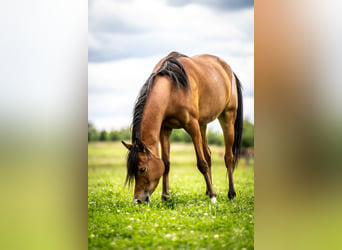 Koń czystej krwi arabskiej, Klacz, 3 lat, 152 cm, Gniada