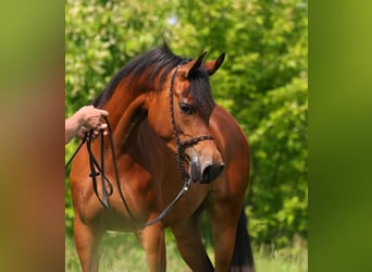 Koń czystej krwi arabskiej, Klacz, 3 lat, 152 cm, Gniada