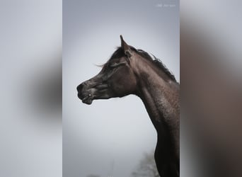 Koń czystej krwi arabskiej, Klacz, 3 lat, 152 cm, Kara