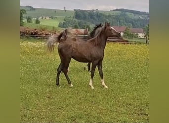 Koń czystej krwi arabskiej, Klacz, 3 lat, 152 cm, Siwa