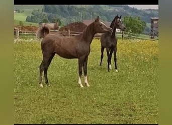 Koń czystej krwi arabskiej, Klacz, 3 lat, 152 cm, Siwa