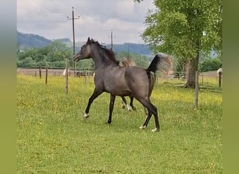 Koń czystej krwi arabskiej, Klacz, 3 lat, 152 cm, Siwa