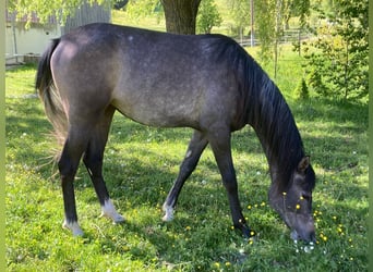 Koń czystej krwi arabskiej, Klacz, 3 lat, 152 cm, Siwa