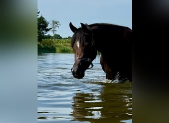 Koń czystej krwi arabskiej, Klacz, 3 lat, 154 cm, Ciemnogniada