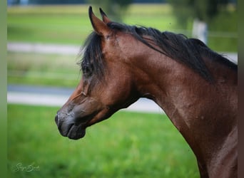 Koń czystej krwi arabskiej, Klacz, 3 lat, 154 cm, Gniada