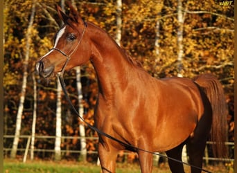 Koń czystej krwi arabskiej, Klacz, 3 lat, 154 cm, Kasztanowata