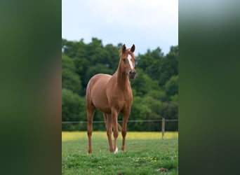 Koń czystej krwi arabskiej, Klacz, 3 lat, 154 cm, Kasztanowata