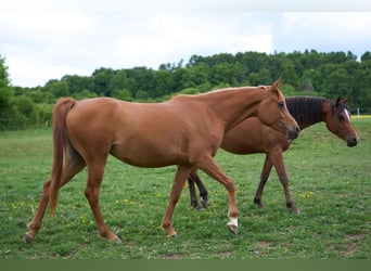 Koń czystej krwi arabskiej, Klacz, 3 lat, 154 cm, Kasztanowata