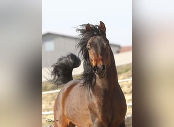 Koń czystej krwi arabskiej, Klacz, 3 lat, 154 cm, Kasztanowata