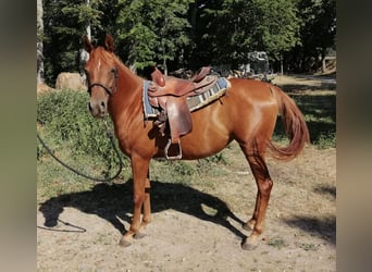 Koń czystej krwi arabskiej, Klacz, 3 lat, 154 cm, Kasztanowata