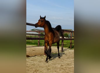 Koń czystej krwi arabskiej, Klacz, 3 lat, 155 cm, Ciemnogniada