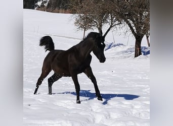 Koń czystej krwi arabskiej, Klacz, 3 lat, 155 cm, Kara