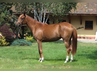 Koń czystej krwi arabskiej, Klacz, 3 lat, 156 cm, Ciemnokasztanowata