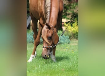 Koń czystej krwi arabskiej, Klacz, 3 lat, 156 cm, Ciemnokasztanowata