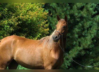 Koń czystej krwi arabskiej, Klacz, 3 lat, 156 cm, Ciemnokasztanowata