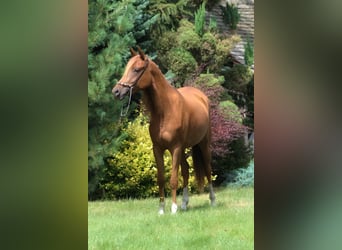 Koń czystej krwi arabskiej, Klacz, 3 lat, 156 cm, Ciemnokasztanowata