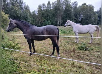 Koń czystej krwi arabskiej, Klacz, 3 lat, 156 cm, Siwa