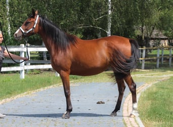 Koń czystej krwi arabskiej, Klacz, 3 lat, 157 cm, Gniada