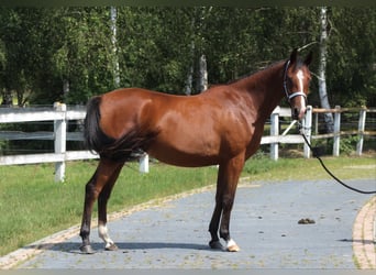 Koń czystej krwi arabskiej, Klacz, 3 lat, 157 cm, Gniada