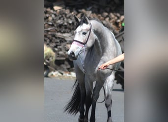 Koń czystej krwi arabskiej, Klacz, 3 lat, 160 cm, Siwa