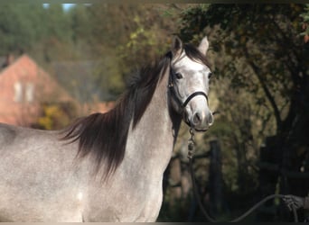 Koń czystej krwi arabskiej, Klacz, 3 lat, 161 cm, Siwa