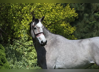 Koń czystej krwi arabskiej, Klacz, 3 lat, 161 cm, Siwa