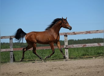 Koń czystej krwi arabskiej, Klacz, 3 lat, Gniada