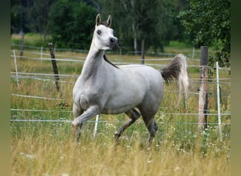 Koń czystej krwi arabskiej, Klacz, 3 lat, Siwa