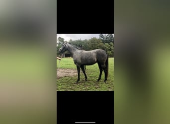 Koń czystej krwi arabskiej, Klacz, 3 lat, Siwa
