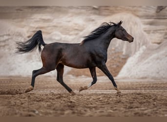 Koń czystej krwi arabskiej, Klacz, 4 lat, 150 cm, Ciemnogniada