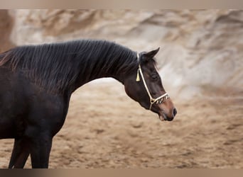 Koń czystej krwi arabskiej, Klacz, 4 lat, 150 cm, Ciemnogniada