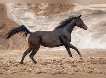 Koń czystej krwi arabskiej, Klacz, 4 lat, 150 cm, Ciemnogniada