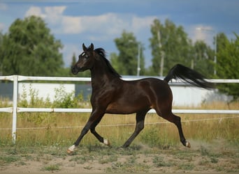 Koń czystej krwi arabskiej, Klacz, 4 lat, 150 cm, Gniada