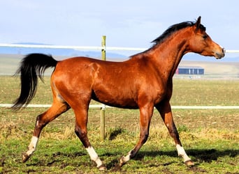 Koń czystej krwi arabskiej, Klacz, 4 lat, 150 cm, Gniada