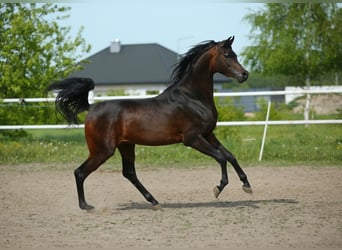 Koń czystej krwi arabskiej, Klacz, 4 lat, 151 cm, Siwa