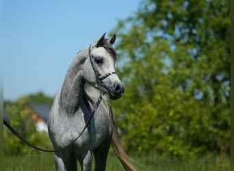 Koń czystej krwi arabskiej, Klacz, 4 lat, 151 cm, Siwa