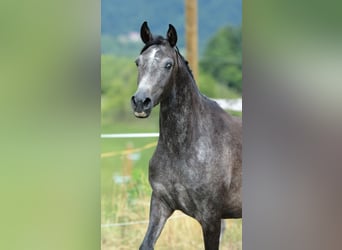 Koń czystej krwi arabskiej, Klacz, 4 lat, 152 cm, Siwa