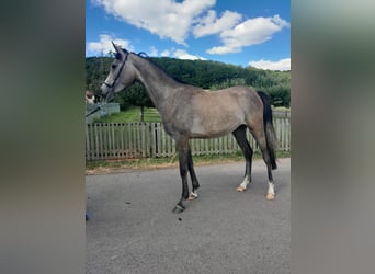 Koń czystej krwi arabskiej, Klacz, 4 lat, 152 cm, Siwa