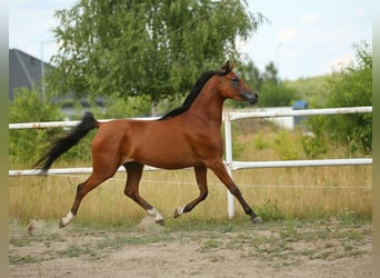Koń czystej krwi arabskiej, Klacz, 4 lat, 153 cm, Gniada