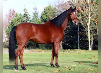 Koń czystej krwi arabskiej, Klacz, 4 lat, 154 cm, Gniada