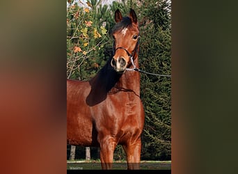Koń czystej krwi arabskiej, Klacz, 4 lat, 154 cm, Gniada