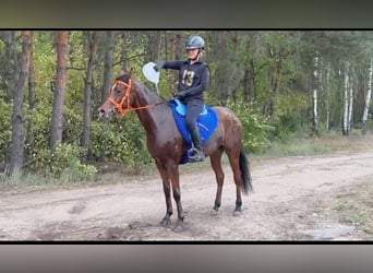 Koń czystej krwi arabskiej, Klacz, 4 lat, 154 cm, Gniada