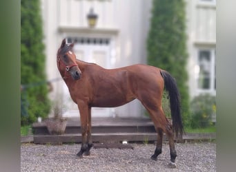 Koń czystej krwi arabskiej, Klacz, 4 lat, 154 cm, Gniada