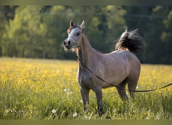 Koń czystej krwi arabskiej, Klacz, 4 lat, 154 cm, Siwa