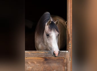 Koń czystej krwi arabskiej, Klacz, 4 lat, 154 cm, Siwa