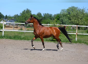 Koń czystej krwi arabskiej, Klacz, 4 lat, 155 cm, Gniada